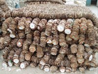 Scallop Shells String