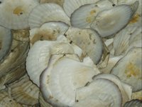 Scallop Shells