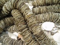 Scallop Shells String-2